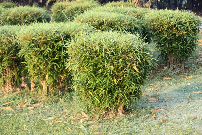 Bamboo Trimming in Aiken, SC