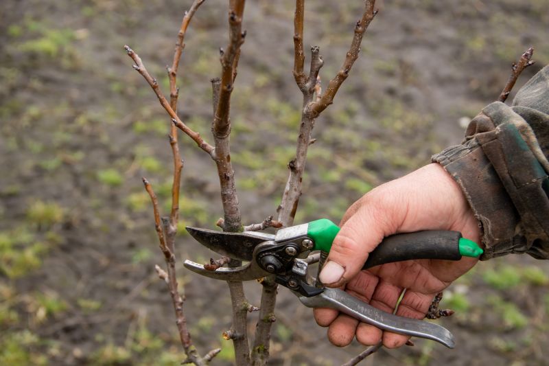 Bradford Pear Tree Pruning in Doylestown, PA