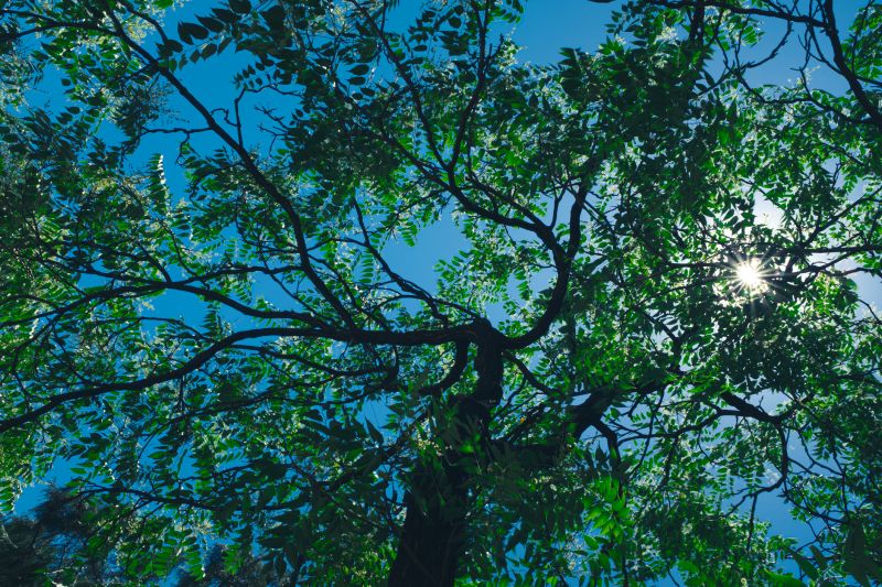 Canopy Pruning in Doylestown, PA
