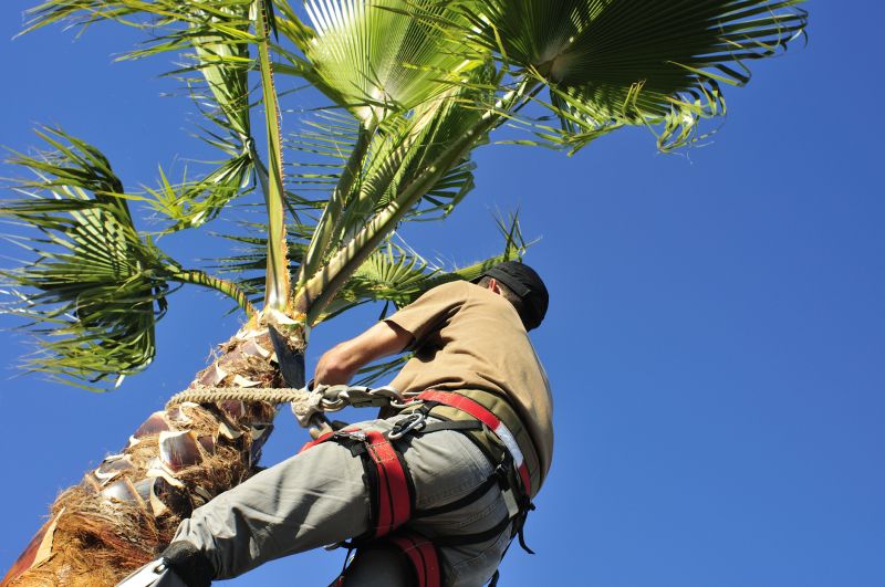 Tree Trimming Service