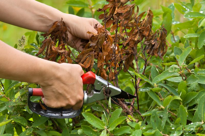 Hydrangea Pruning in Honolulu, HI