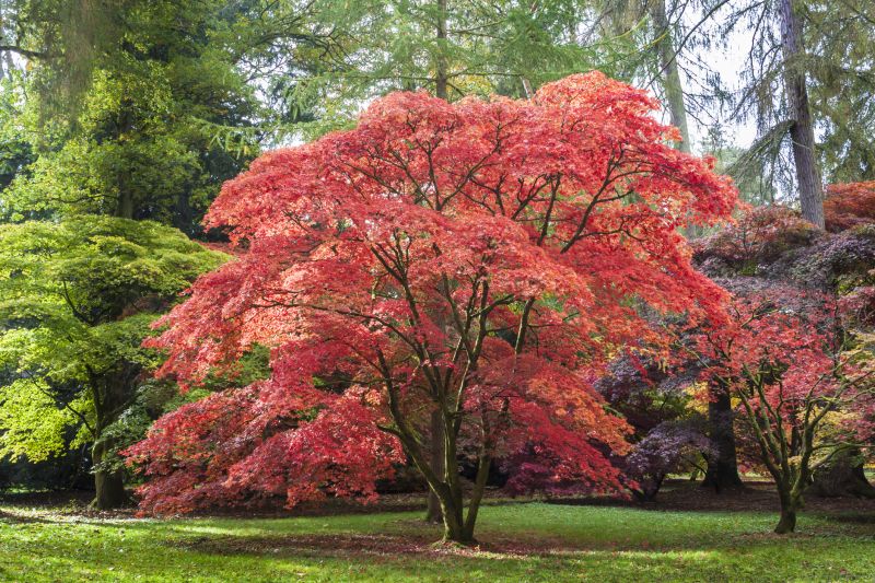 Maple Tree Removal in Pottstown, PA