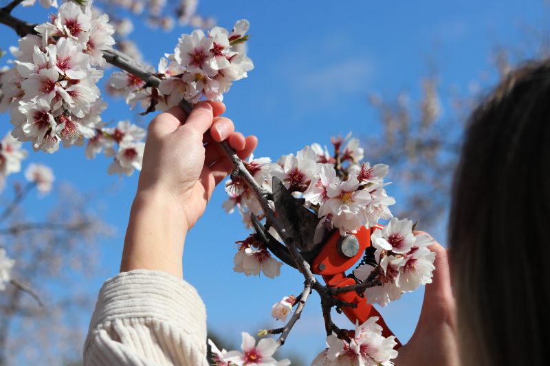 Peach Tree Pruning in Pottstown, PA
