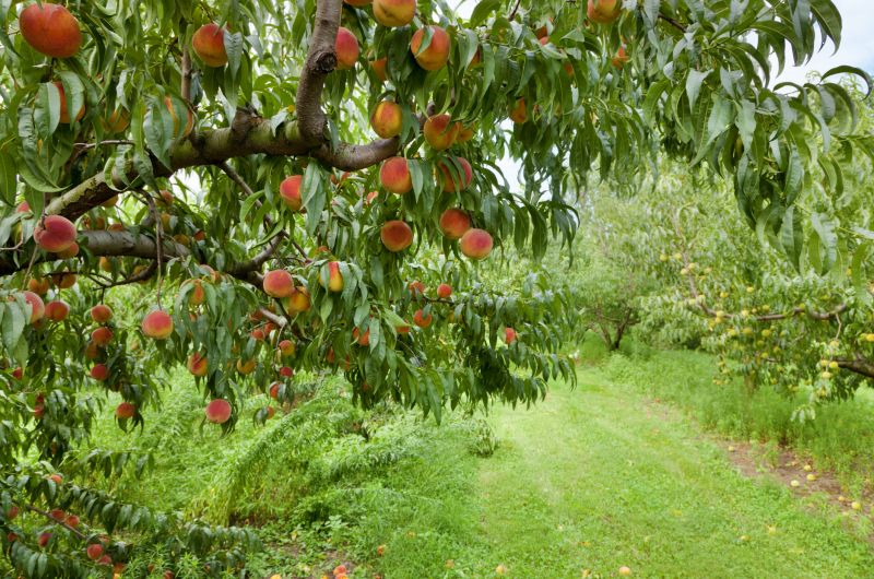 Peach Tree Pruning in Reno, NV