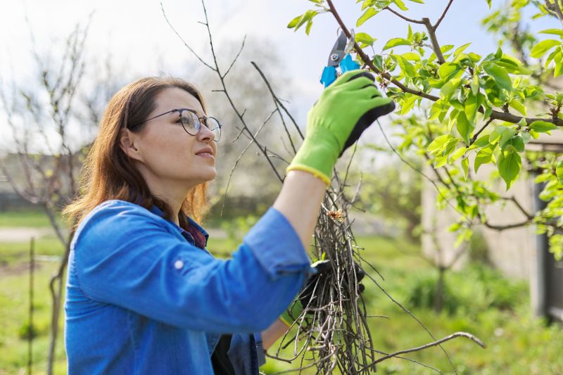 Apple Tree Pruning in Aiken, SC