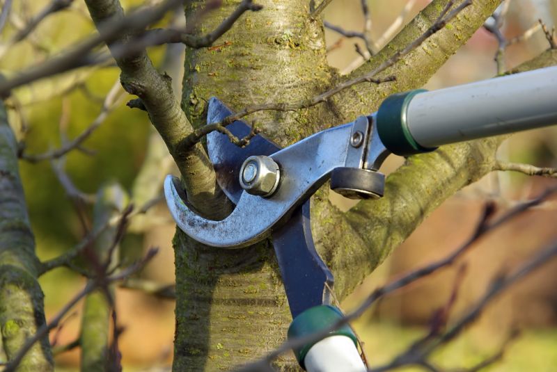 Apple Tree Pruning in Aiken, SC