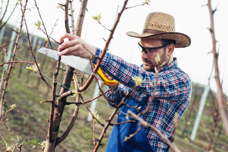 Apple Tree Pruning in San Jose, CA