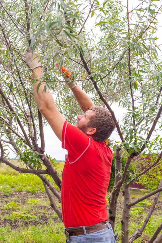 Apple Tree Pruning in San Jose, CA