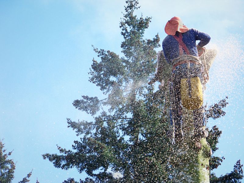 Apple Tree Removal in Montgomery County, PA