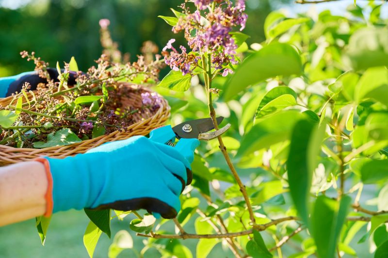 Azalea Pruning in Rockwall, TX