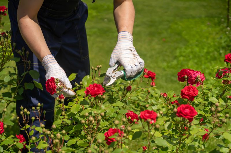 Azalea Pruning in Rockwall, TX