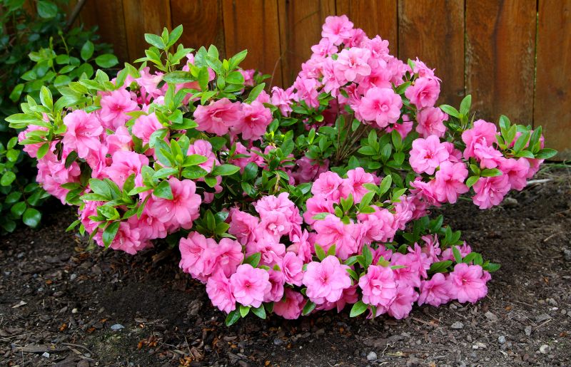 Azalea Pruning in Ventura County, CA