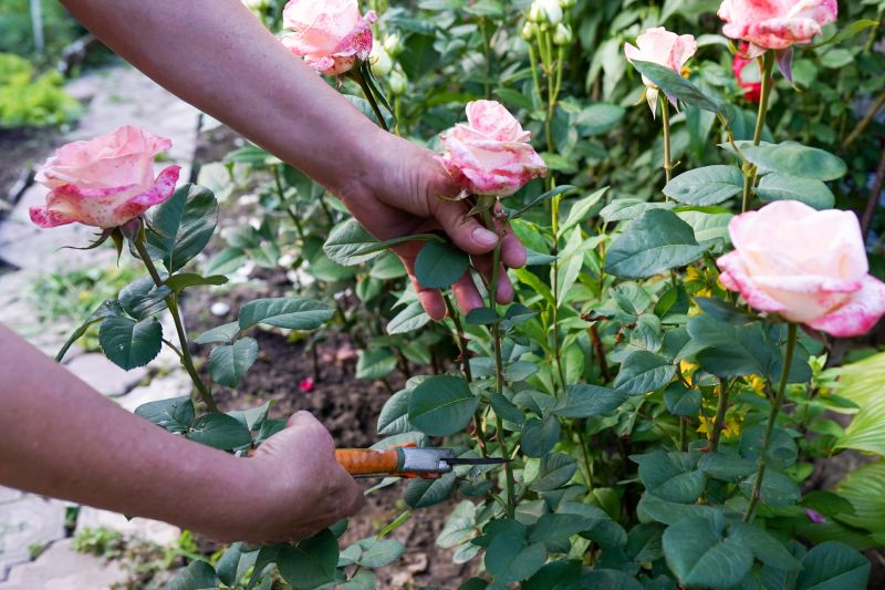 Azalea Pruning in Aiken, SC