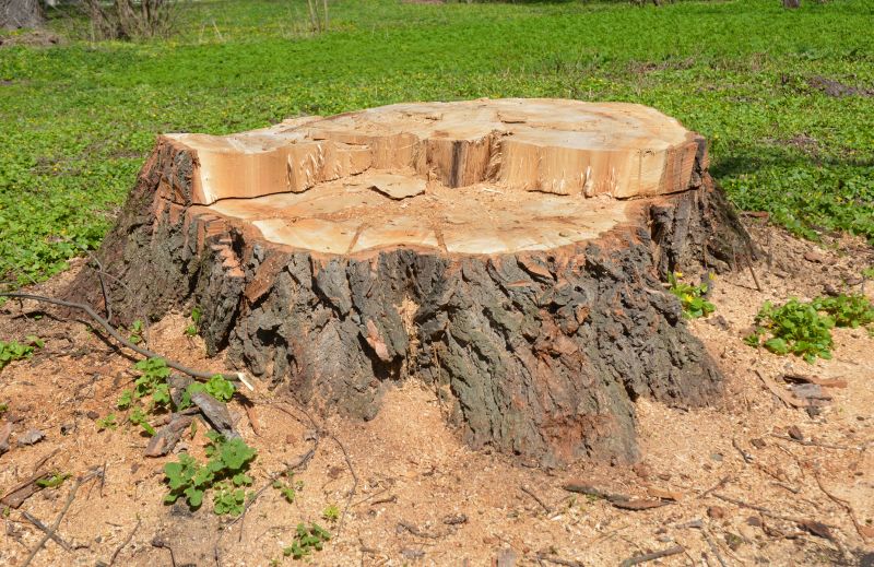 Bamboo Stump Removal in Calvert County, MD