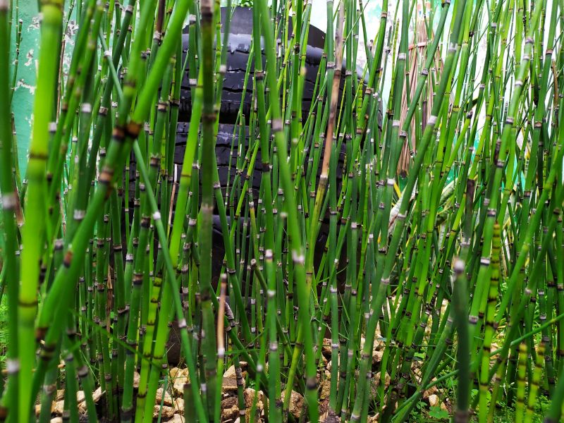Bamboo Trimming in Rockwall, TX