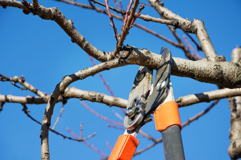 Beech Tree Pruning in Aiken, SC