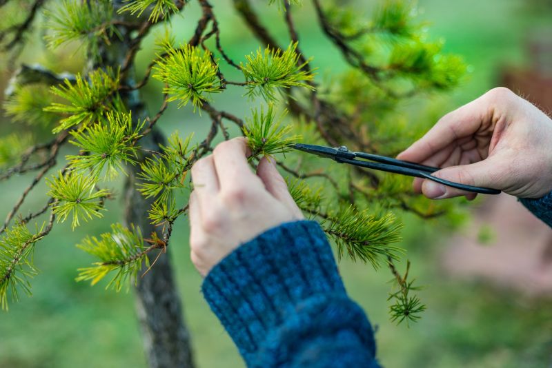Beech Tree Pruning in Aiken, SC
