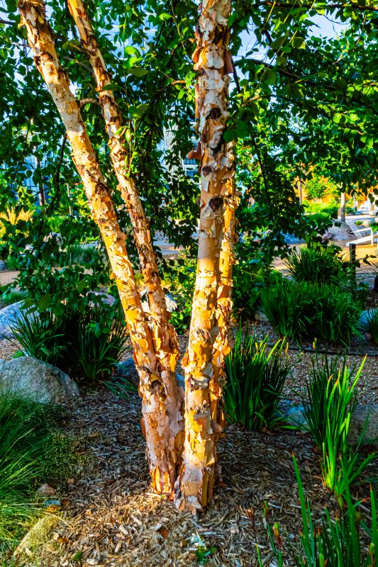 Birch Tree Pruning in Doylestown, PA