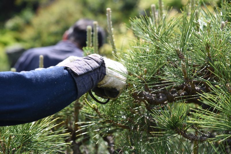 Birch Tree Pruning in Aiken, SC