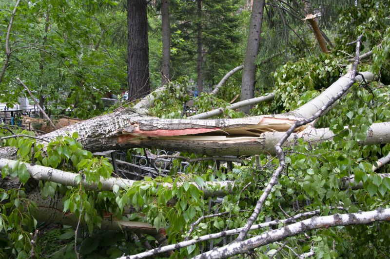 Birch Tree Removal in Bucks County, PA