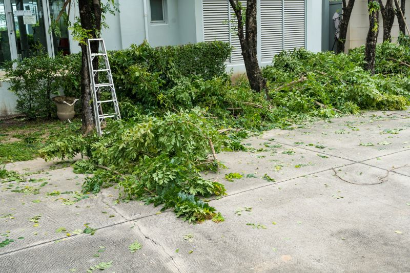 Birch Tree Removal in Bucks County, PA