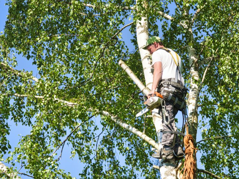 Birch Tree Removal in Bucks County, PA