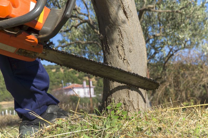 Birch Tree Removal in San Jose, CA