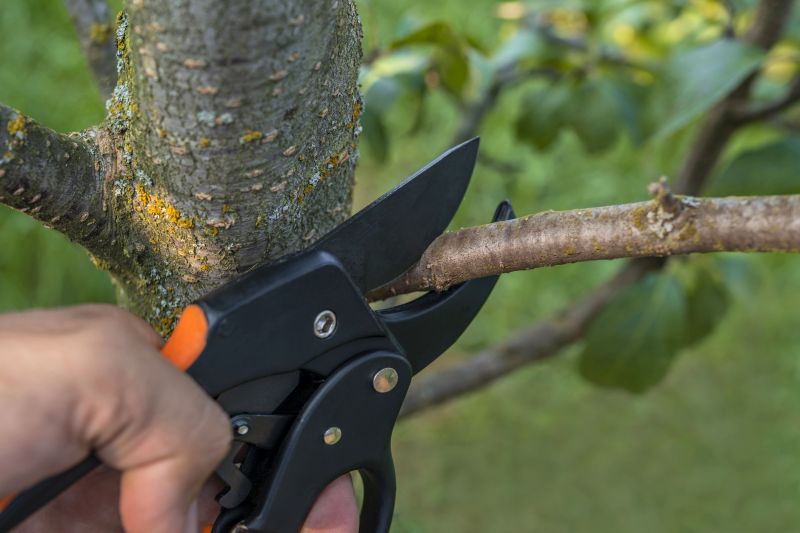 Birch Tree Removal in Reno, NV