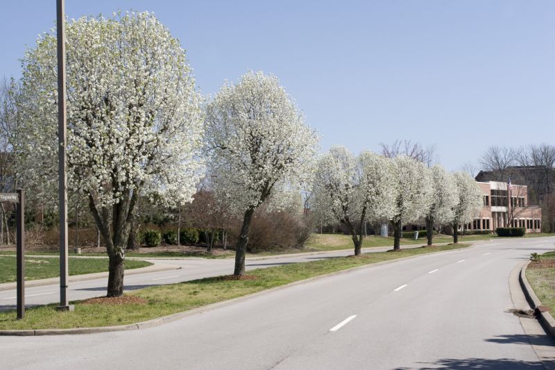 Bradford Pear Tree Pruning in Aiken, SC