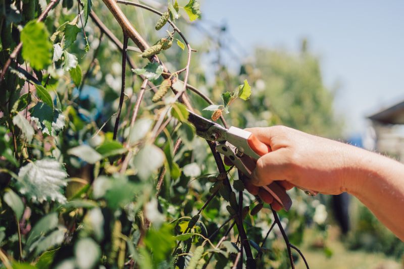 Branches Pruning in Aiken, SC