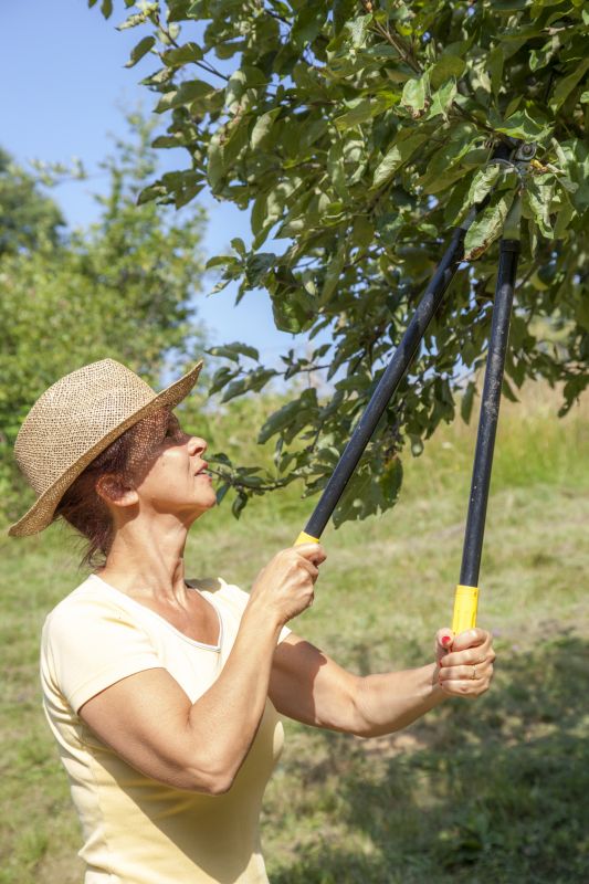 Canopy Pruning in Pottstown, PA