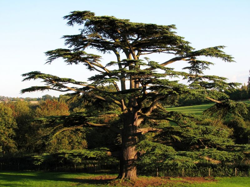 Cedar Tree Pruning in Allentown, PA