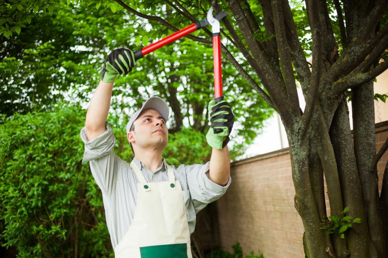 Cedar Tree Pruning in Allentown, PA