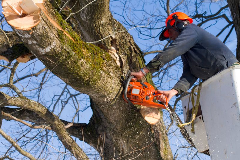 Cherry Tree Removal in Bucks County, PA