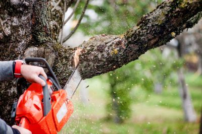 Commercial Tree Service in Aiken, SC