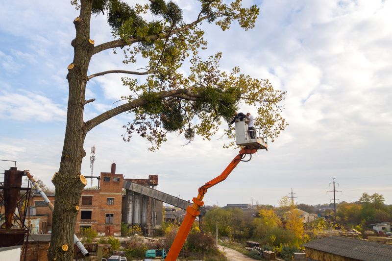 Commercial Tree Service in San Jose, CA