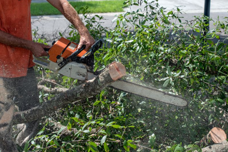 Commercial Tree Trimming in Reno, NV