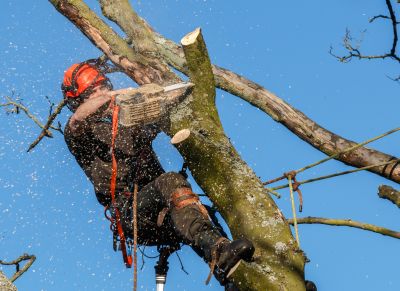 Commercial Tree Trimming in Bucks County, PA