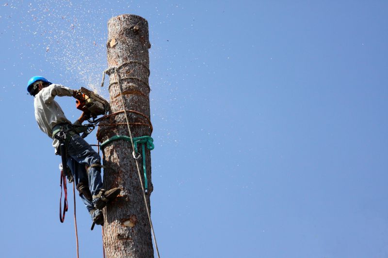 Commercial Tree Trimming in Duluth, MN
