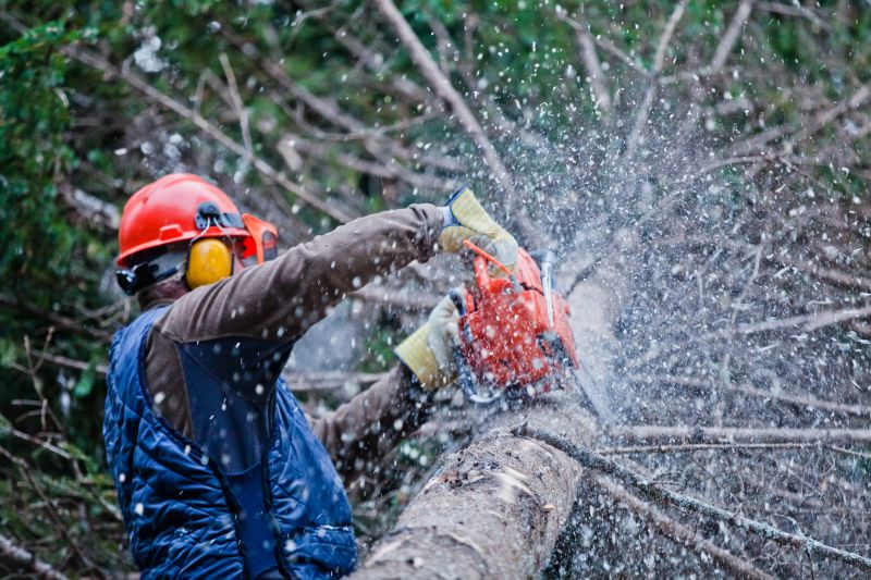 Commercial Tree Trimming in Denver, CO
