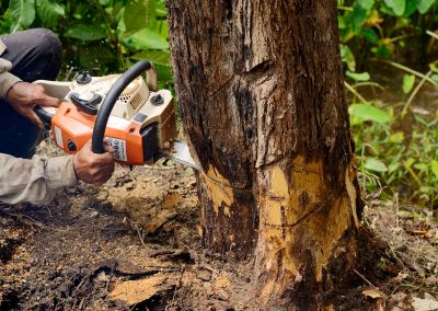 Cypress Tree Removal in Reno, NV