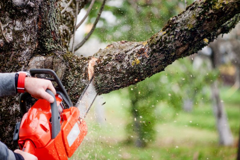Cypress Tree Removal in Pottstown, PA