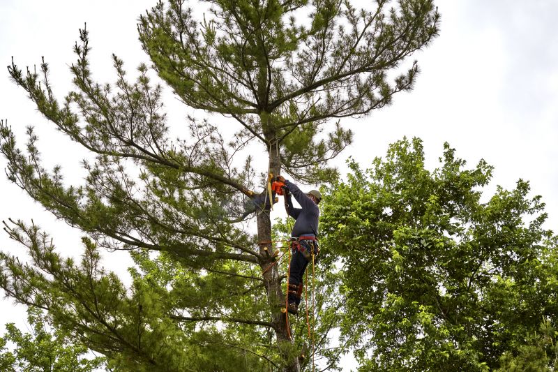 Cypress Tree Removal in Allentown, PA