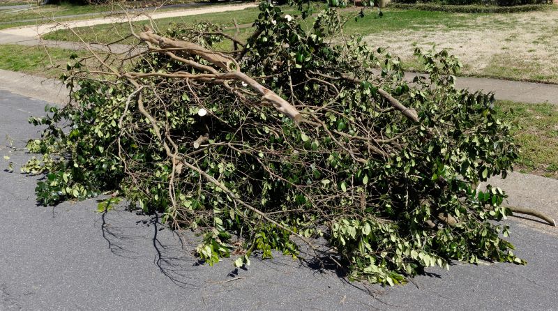 Dead Branch Removal in San Jose, CA