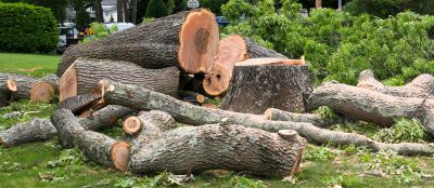 Dead Tree Removal in Pottstown, PA