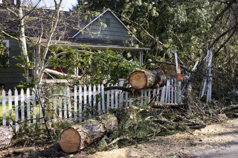 Deadwood Removal in Doylestown, PA