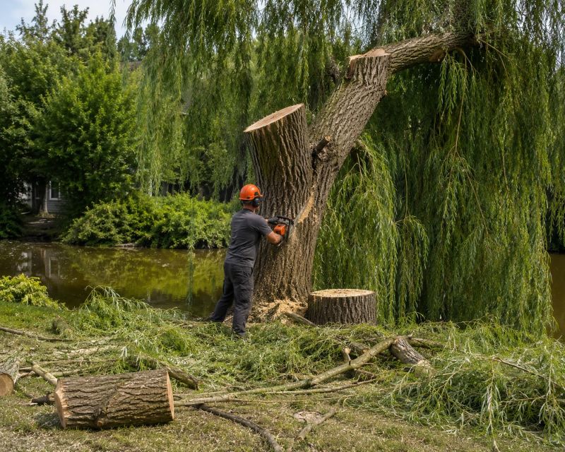 Dogwood Tree Removal in Montgomery County, PA