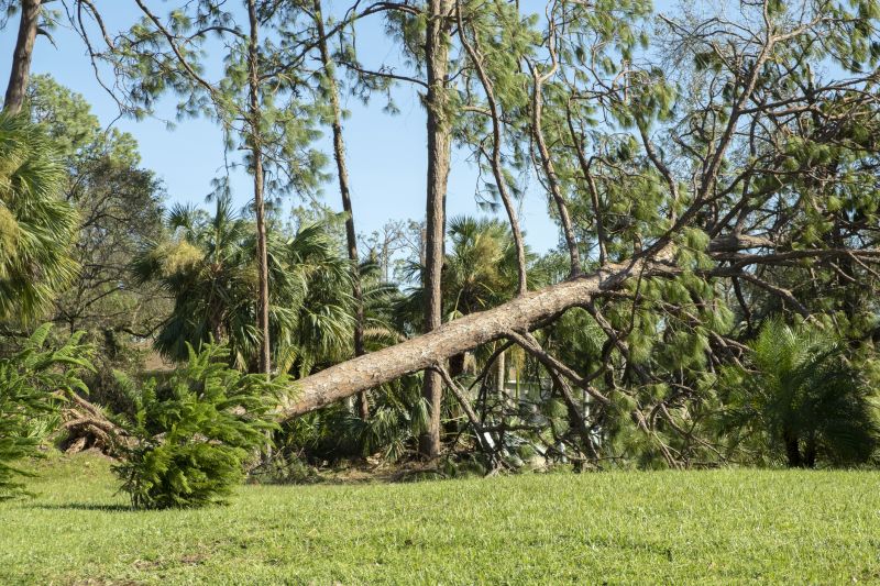 Fallen Tree Removal in San Jose, CA