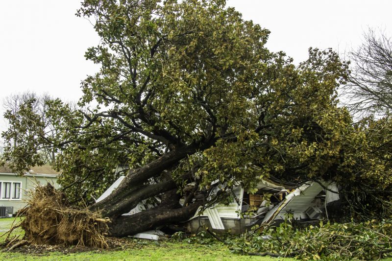 Fallen Tree Removal in Allentown, PA