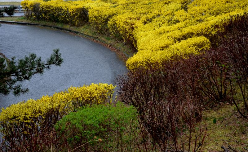 Forsythia Pruning in Ventura County, CA